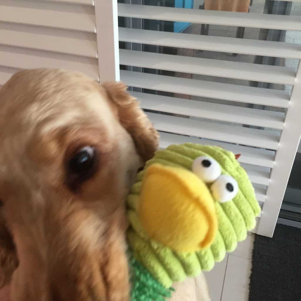 Destructive Chewing How to Stop Dogs from Chewing their Bed Trampoline Dog Beds