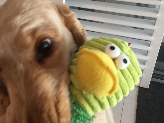 a dog that chews destructively needs chew toys