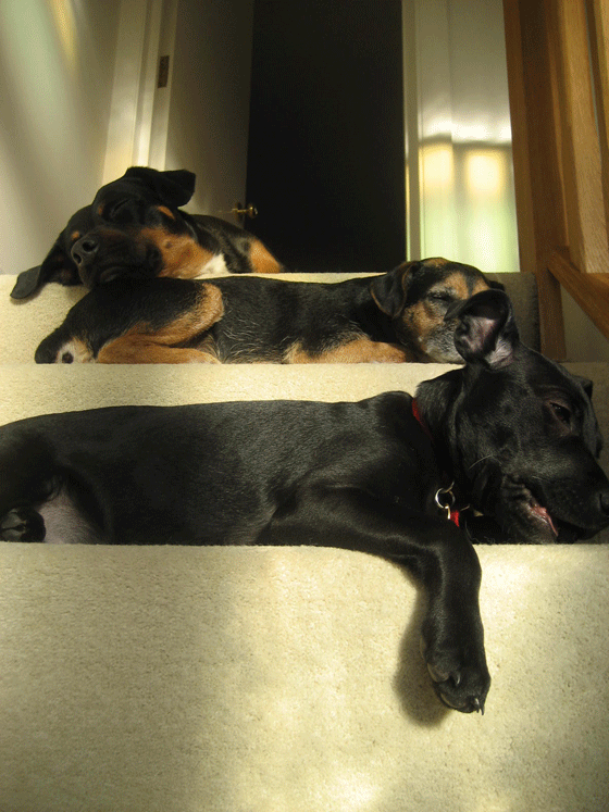 dogs sleeping through increased light levels because they are tired out after exercise