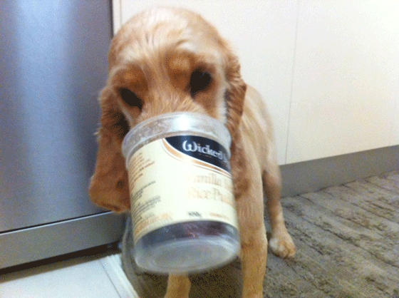 Products like custard and ice-cream should not be given to a dog