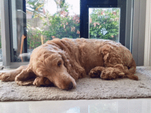 old dogs need warmth on their joints