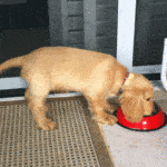 Canned Dog Food or Kibble – Which is Best?