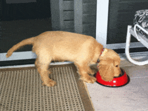 Testing Barney on dry dog food