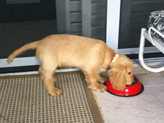 cocker spaniel eating from a safe stainless steel dog bowl