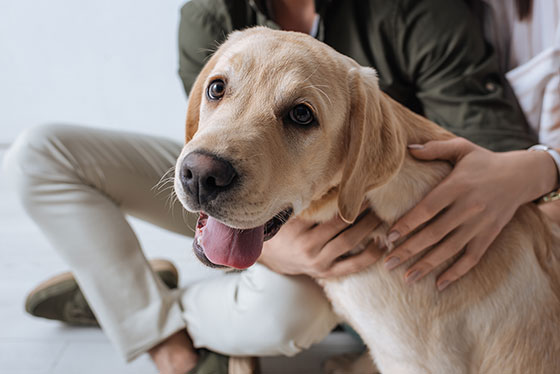 The best environmental choice for dog poo bags is compostable. Your responsiblitity is to look after all of your dog's needs 