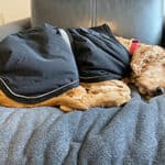 Heated Dog Beds