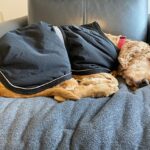 Heated Dog Beds