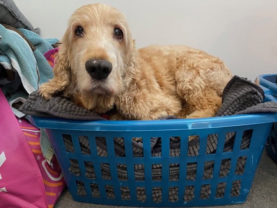 Cocker Spaniel in clothes basket