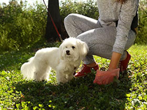 taking dog on a walk